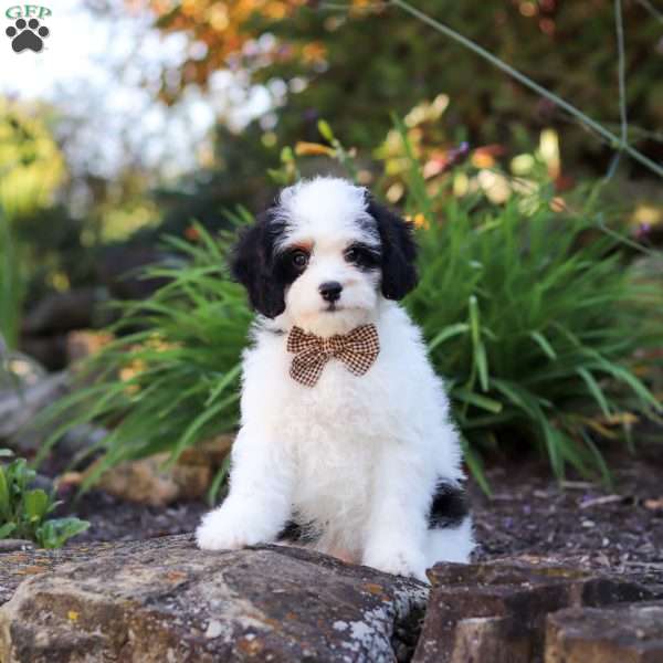 Brady, Cavapoo Puppy